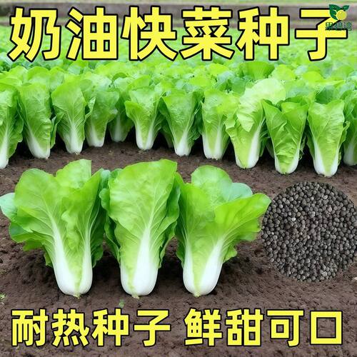 奶油快菜种子19天成熟耐热耐高温四季速生高产小白菜种子蔬菜种子