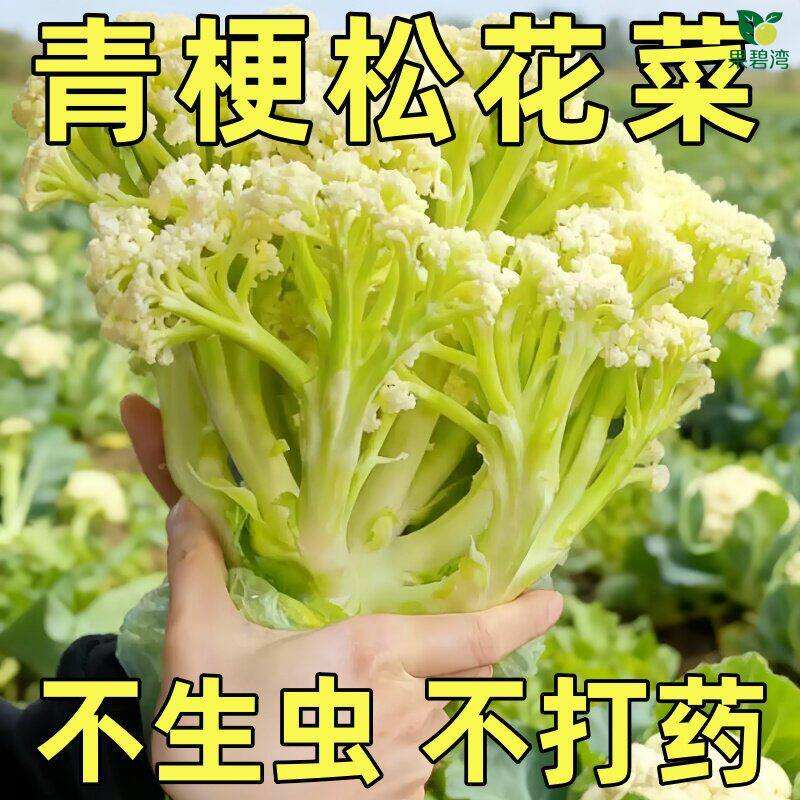 台湾青梗松花菜种子有机花菜种孑大全西兰花四季阳台种植蔬菜种籽图片