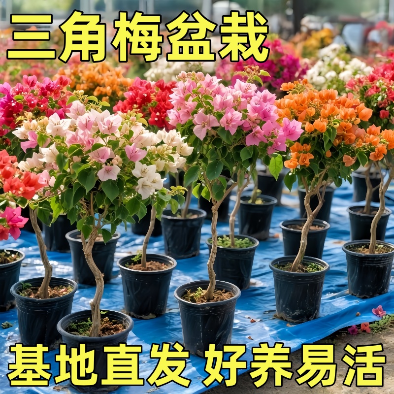 三角梅盆栽带花大盆飘枝垂丝老桩室内阳台爬藤绿植物花卉多季开花