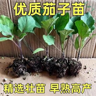 茄子苗带土杭茄苗紫长茄苗黑长茄苗青茄苗烧烤茄苗圆茄苗四季蔬菜