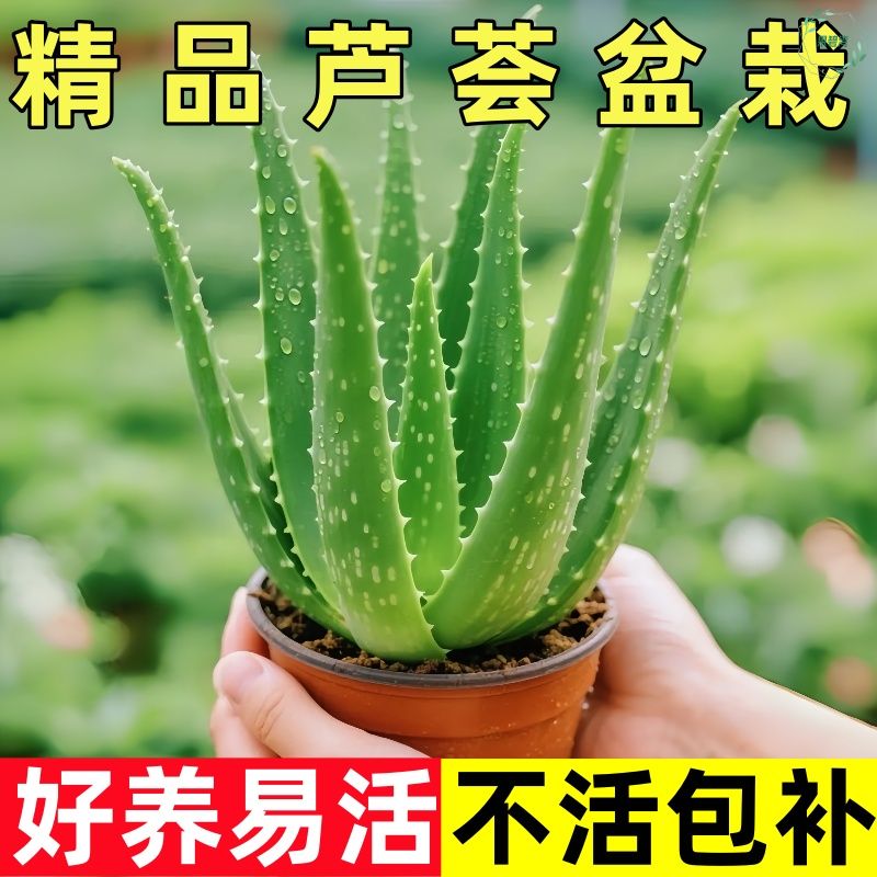 芦荟盆栽美容可食用室内净化空气植物办公室桌面好养易活绿植