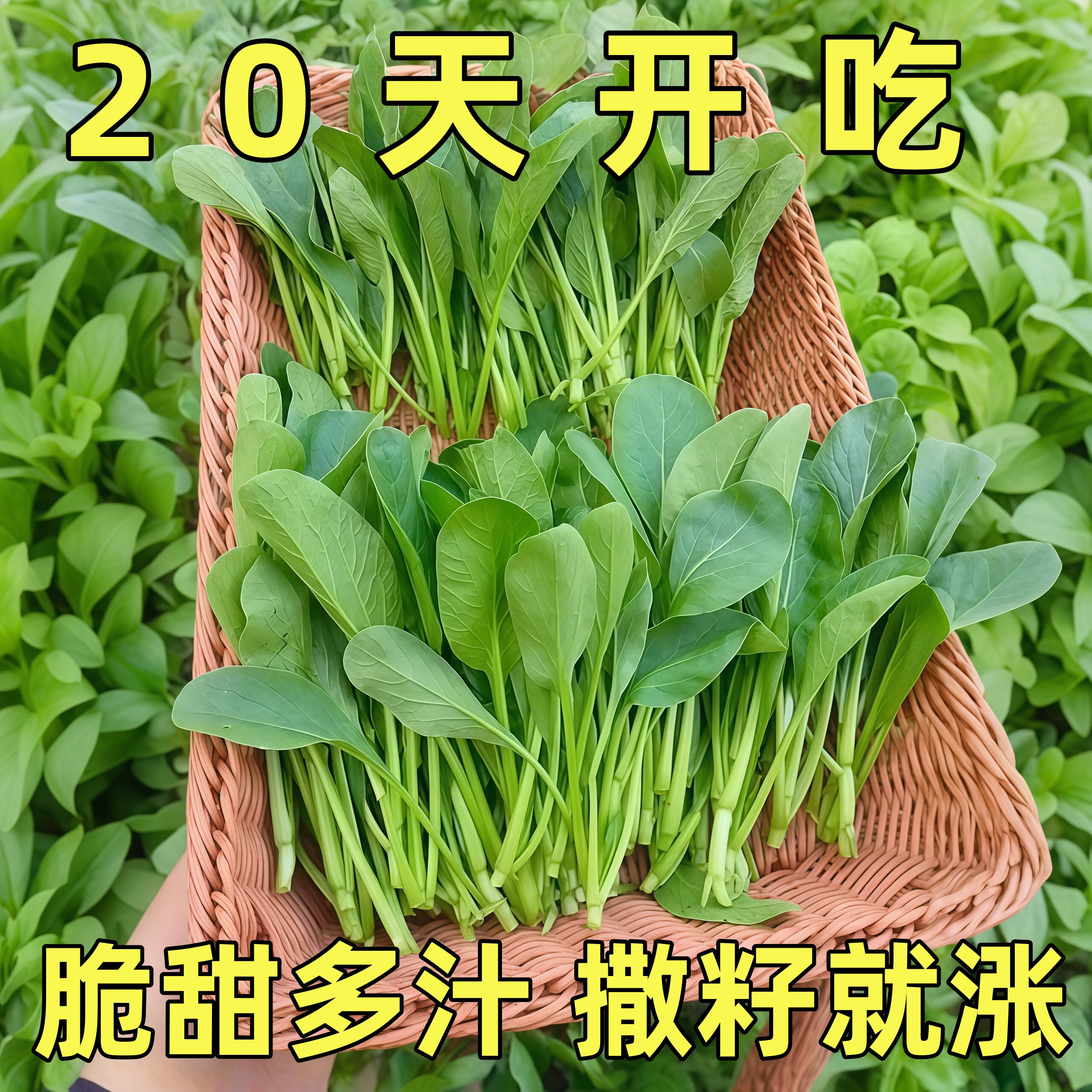 广东四九快熟四季菜心种子甜翠菜家庭园艺种子