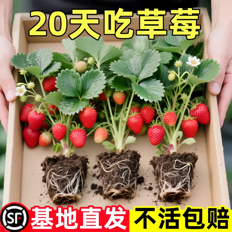 四季新苗草莓南方秧苗北方南北方奶油果树种植大果阳台当年盆栽