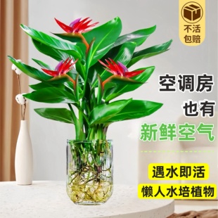 天堂鸟水培植物室内花卉耐阴好养易活办公室桌面绿植鹤望兰吸甲醛