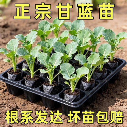甘蓝苗包菜苗卷心菜苗小包菜薄皮脆甜圆白菜大头包心菜耐寒秧苗