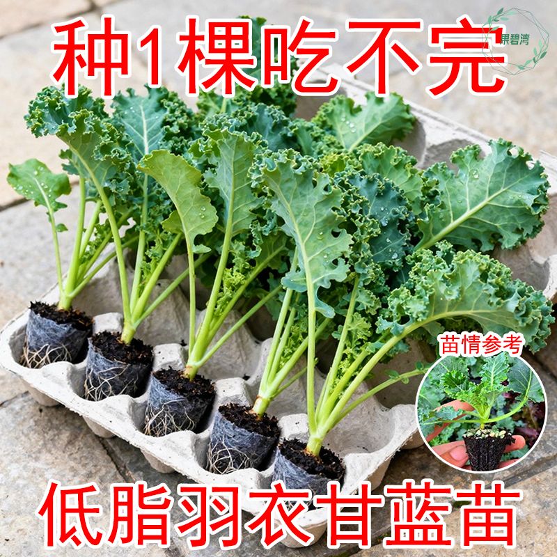 食用羽衣甘蓝苗秧四季高产营养耐寒绿紫粉羽衣甘蓝种子阳台盆栽