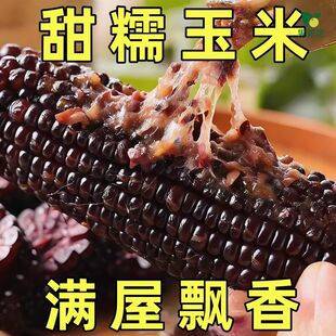 黑糯黑玉米种子水果玉米种籽甜糯高产粘大全甜玉米孑糯米超甜糯香