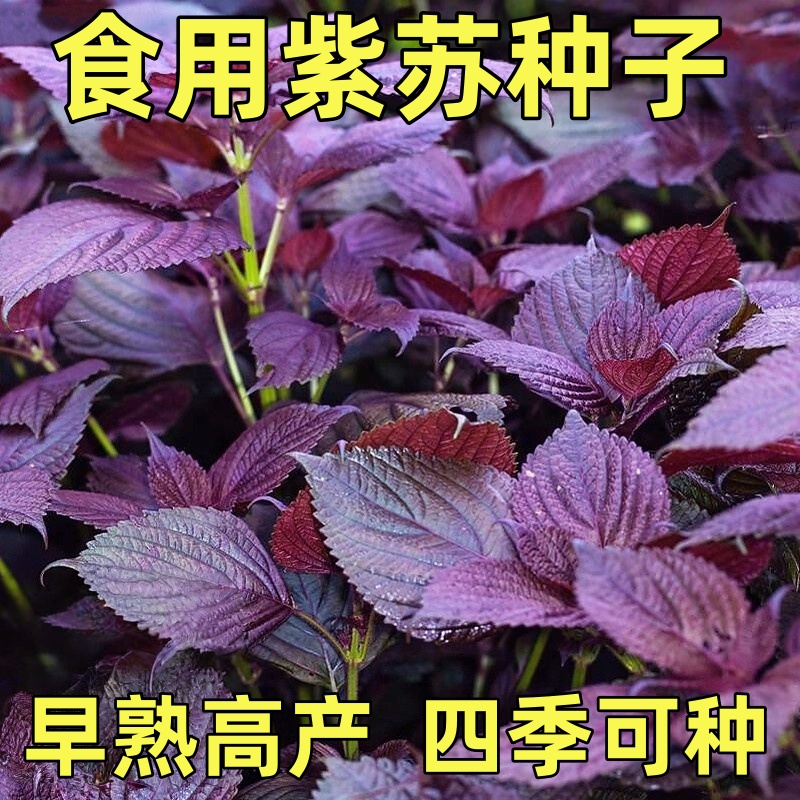 紫苏种子可食用双面红紫苏大叶紫苏种子四季耐热阳台盆栽蔬菜种子