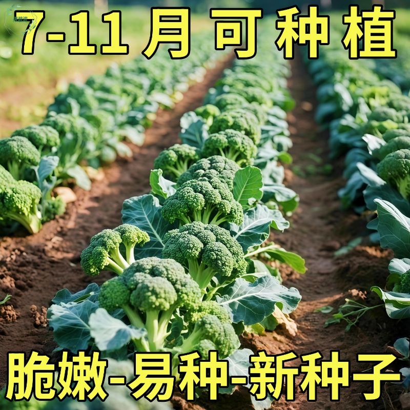 正品新种西兰苔种子绿西兰苔有机西洋芥兰田园庭院种植蔬菜苔种子