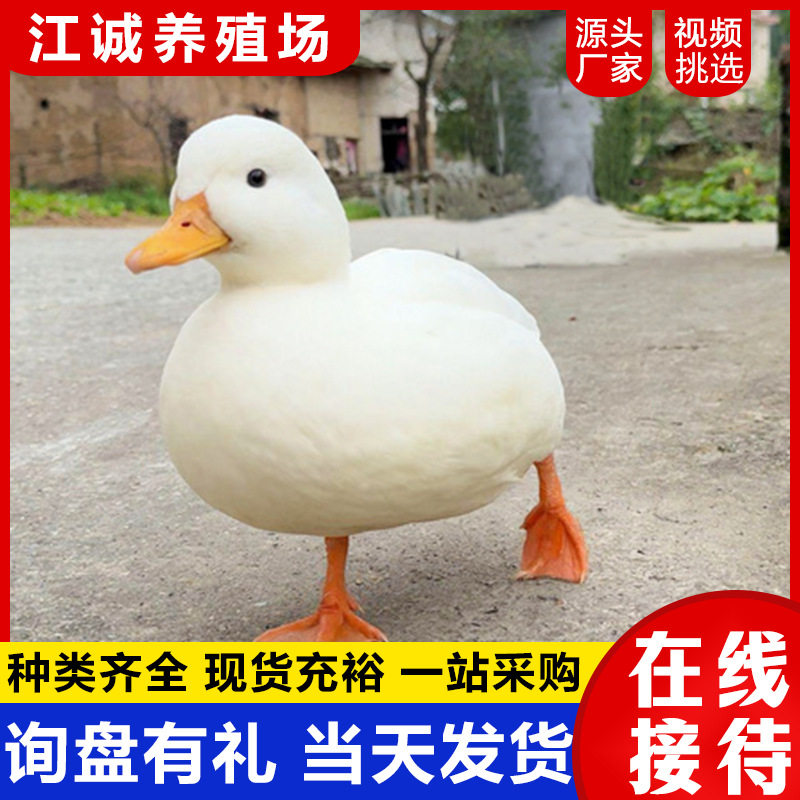 网红柯尔鸭多少钱一只 景区观赏水禽鸭柯尔鸭 会下蛋的柯尔鸭价格