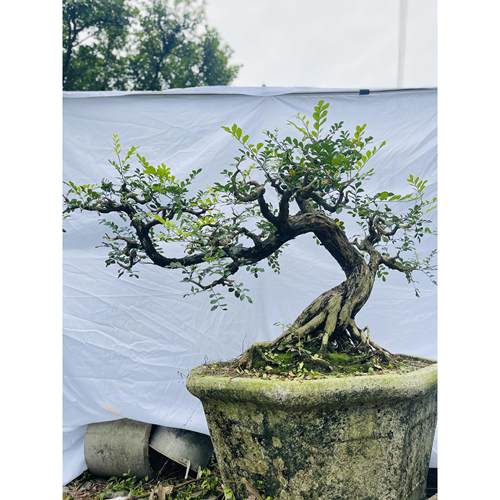 高档九里香盆栽花卉绿植物四季开花浓香老桩室内阳台庭院好养正宗