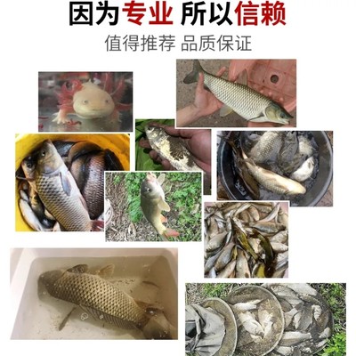 钓鱼活体蛆虫钓白条溪石斑白蛆鲜活肉蛆公鱼红蛆活虫鱼饵蛆牙饵料