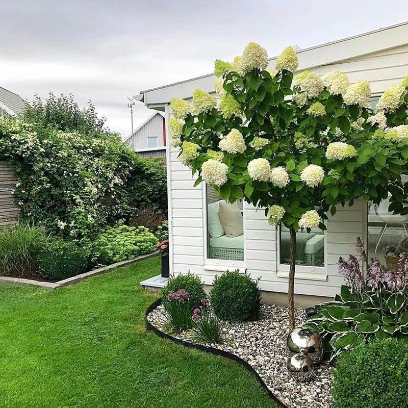 圆锥绣球棒棒糖香草草莓石灰灯木绣球盆栽地栽耐寒耐母本爆花大苗