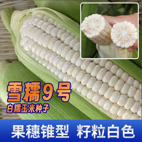 薄皮白糯玉米种子雪糯9号品质好
