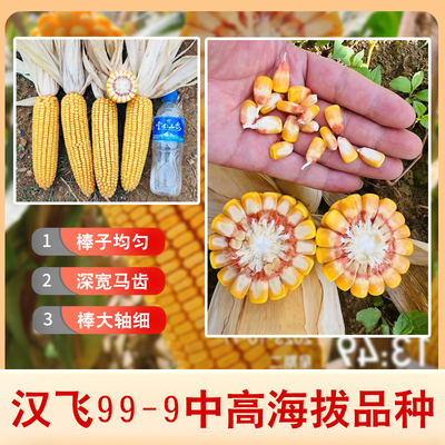 原装正品玉米种子汉飞99-9高产杂交玉米种子棒大粒深轴细玉米种子