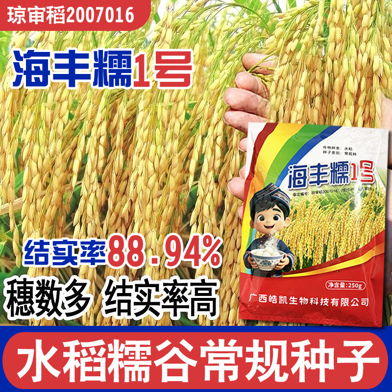香糯长粒糯谷水稻种子海丰糯1号