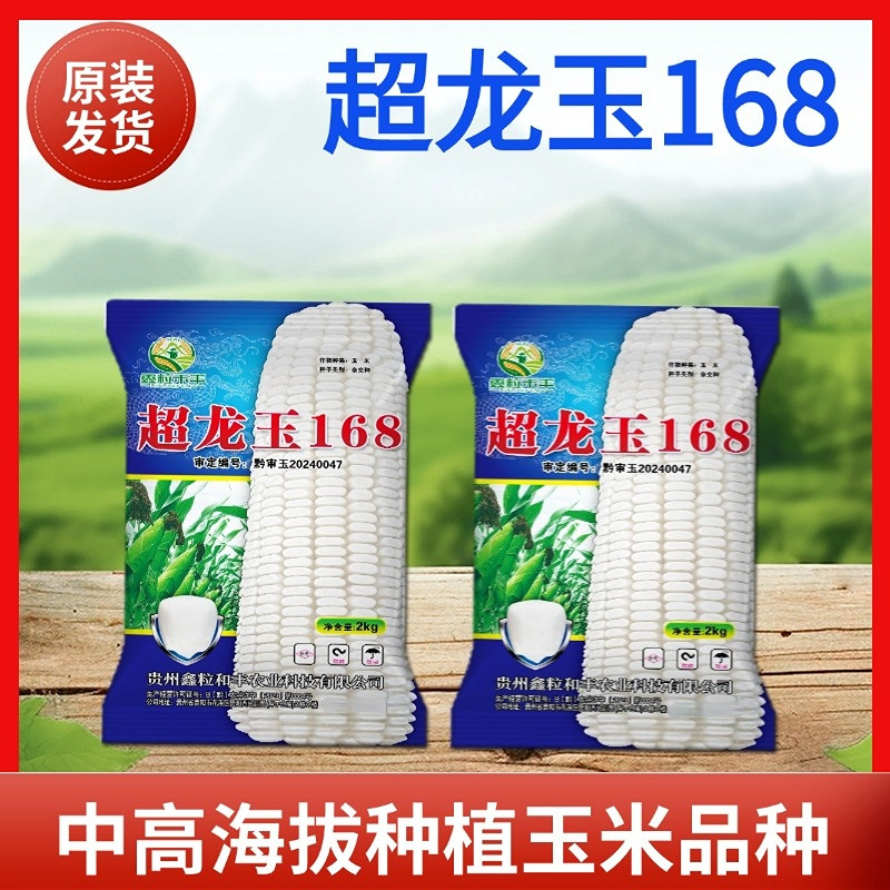 超玉龙168玉米种子白玉米抗病抗倒马齿大棒适应云贵川白玉米种子