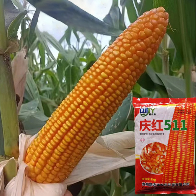 长棒玉米种子庆红511种植密