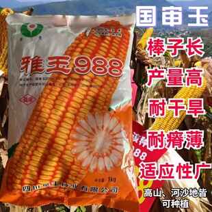 雅玉988玉米种子耐瘠薄耐干旱高山河谷沙地皆可种高低海拔通种