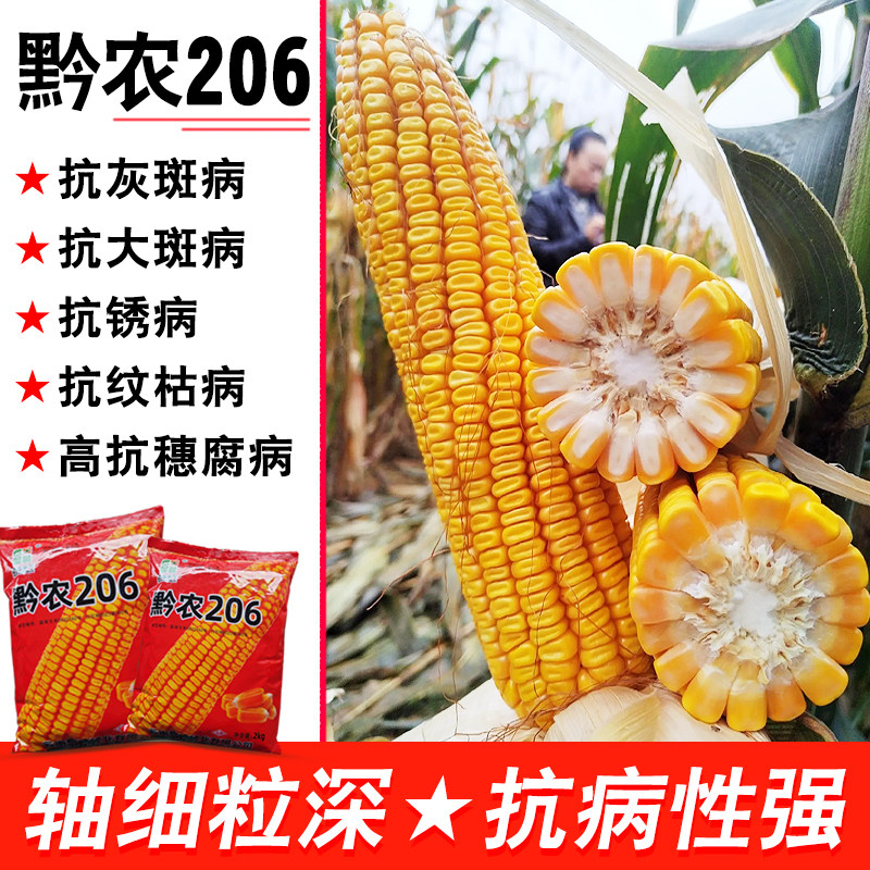 贵州玉米种子贵农206大棒硬粒型新品种适应海拔1200米以上