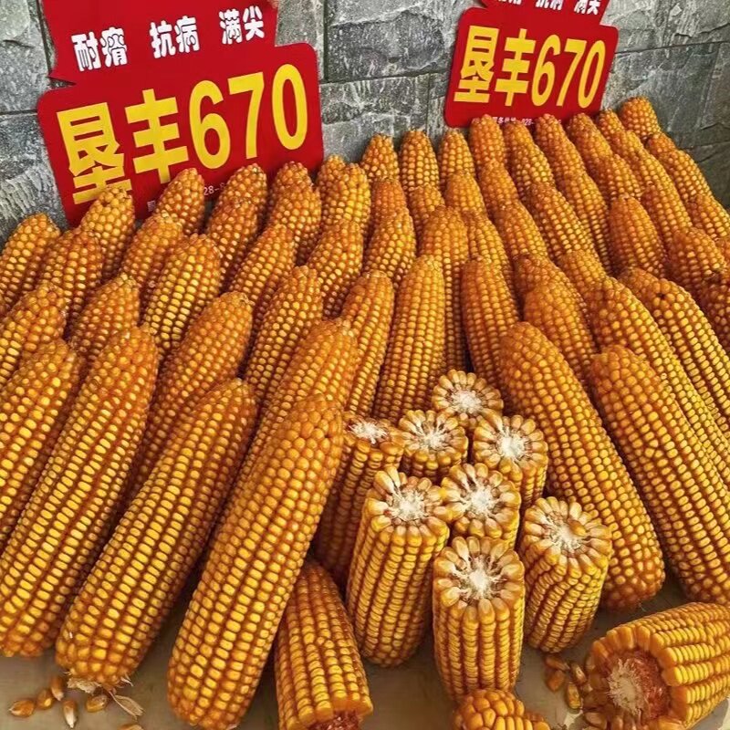 云贵川国审玉米种子垦丰670适应区域中高海拔800-2400米包邮耐旱