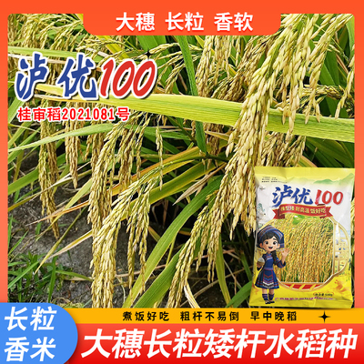 正品原装水稻种子泸优100长粒型优质香稻种子大穗水稻种子