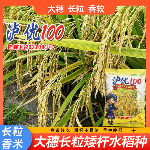 正品原装水稻种子泸优100长粒型优质香稻种子大穗水稻种子