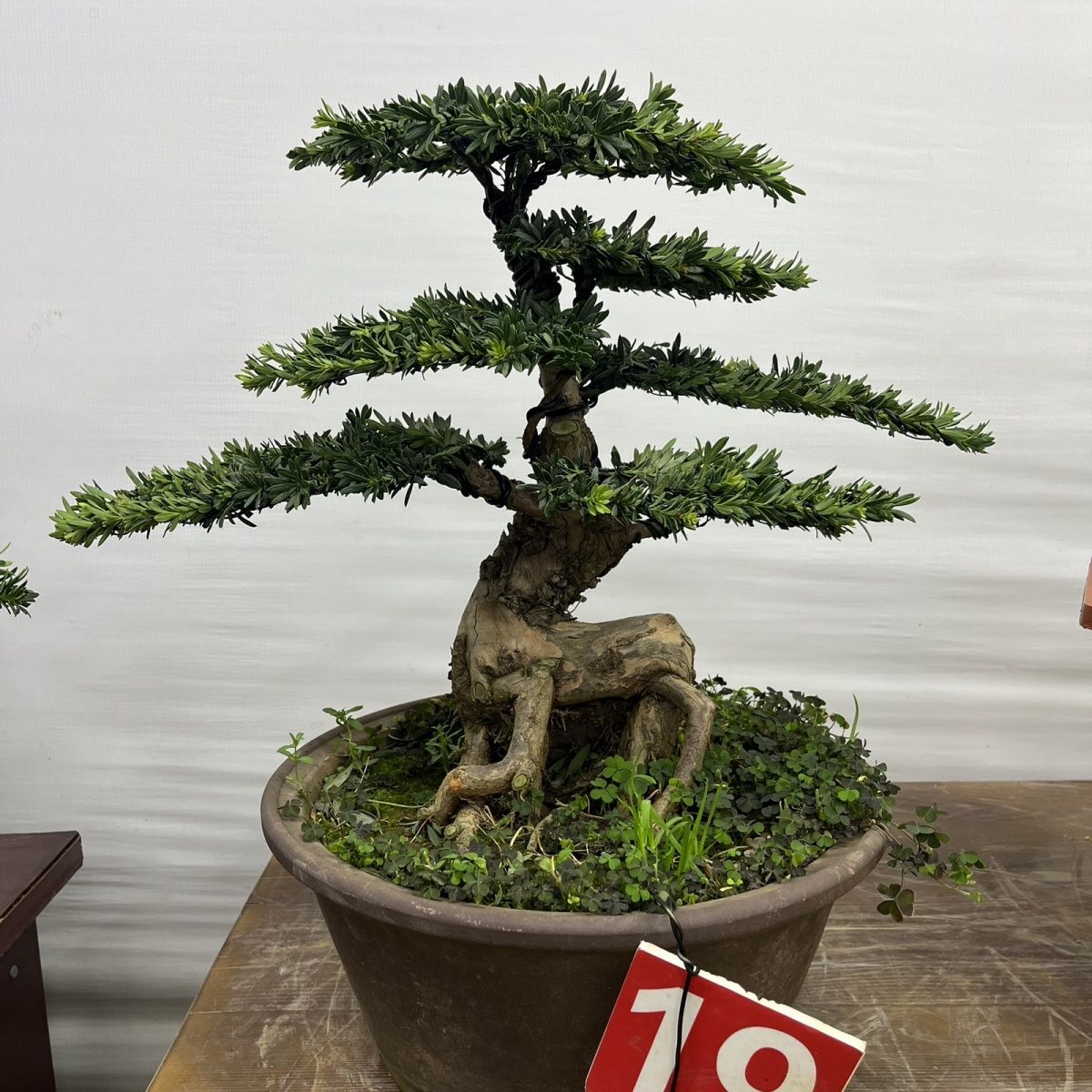 正宗老桩小叶罗汉松红芽珍珠罗汉松四季常绿高档造型盆景招财树
