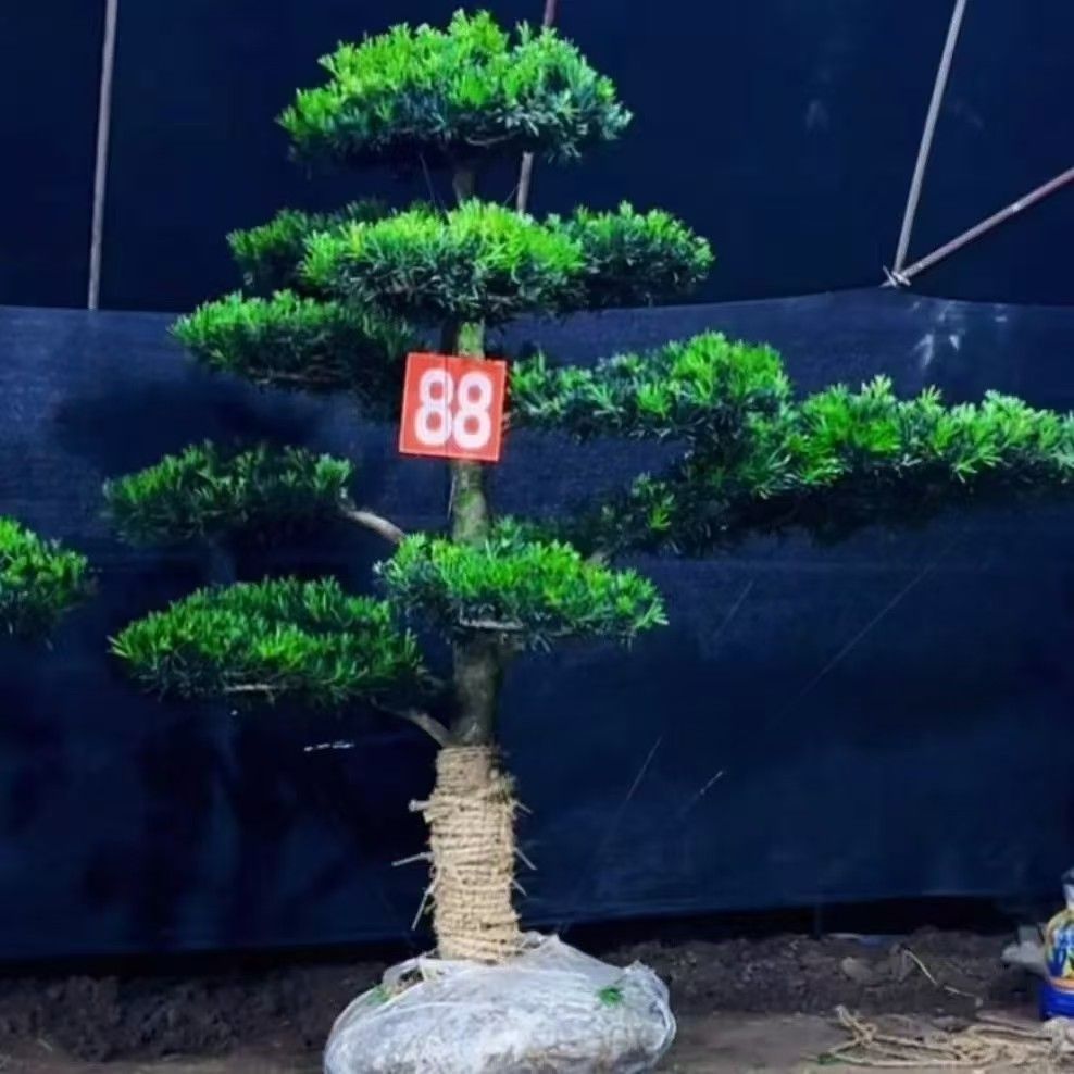 罗汉松造型树小叶雀舌庭院门口园林造景地栽盆栽四季常青耐寒耐热