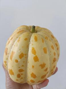 新种上市黄皮面瓜种子八里香种子甜瓜种子黄色花皮香瓜甜瓜种子