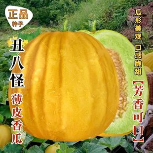 甜瓜种子黄金丑八怪种子超甜早熟薄皮芳香甜脆香瓜种子大田用种