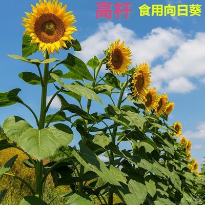 特大食用向日葵种子易种特高杆瓜子种籽大粒向日葵花大田庭院种植