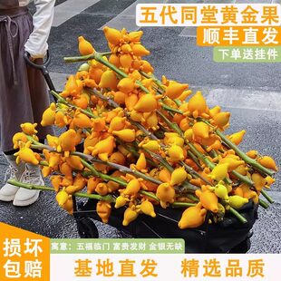 五代同堂黄金果鲜切枝云南基地直发鲜花福禄果花期超长可做干花