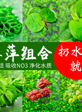兔耳萍槐叶萍浮萍水草水生水培植物鱼缸造景净水植物除N03一叶莲