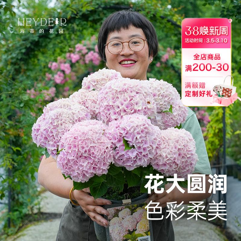 海蒂的花园魔幻海洋大花绣球花好养木本花卉阳台庭院盆栽植物花苗