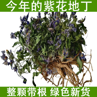 紫花地丁中药材整棵带根地丁草铧头草犁头草华兜草今年晒干新货