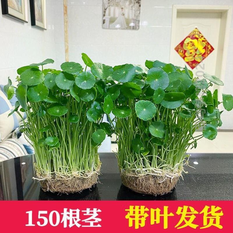 养栽花睡莲卧室金钱草水培客厅植园艺庭院植物&水生花卉栽植水绿