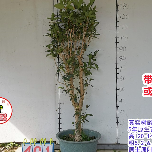 桂花苗正宗结子桂花四季开花味清新自然南方阳台庭院盆栽地栽树苗