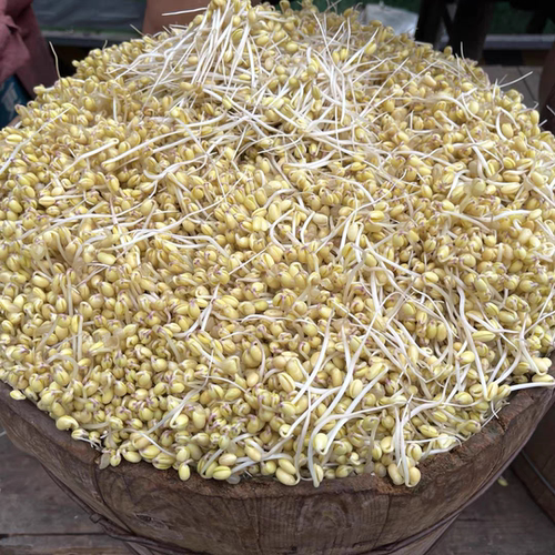 贵州贵阳新鲜黄豆芽黄心豆芽，