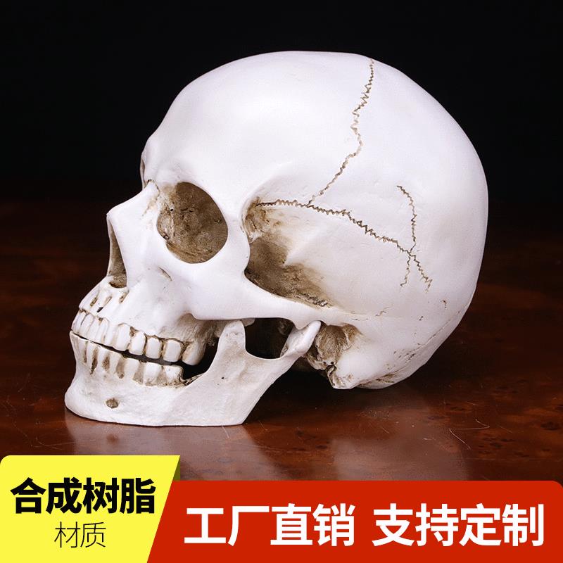 万圣节树脂骷颅头摆件 仿真1:1骷髅头医用头骨标本创意道具工艺品