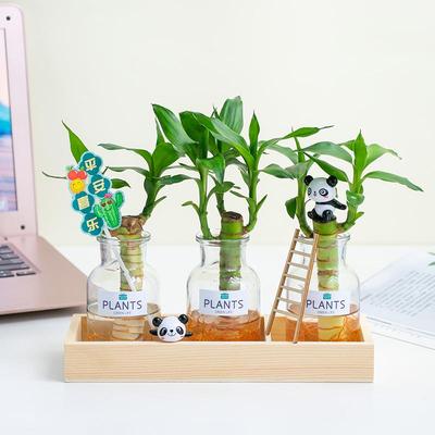 水培植物富贵竹绿萝吉祥办公室桌面装饰创意绿植节日礼品定制摆件