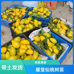 正宗海南蛋黄果苗树耀堂木瓜仙桃苗蛋黄果树苗水果树四季种植盆栽