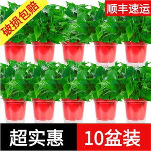 绿萝盆栽室内新房家用办公桌摆件易活花卉盆栽大叶净化空气植物