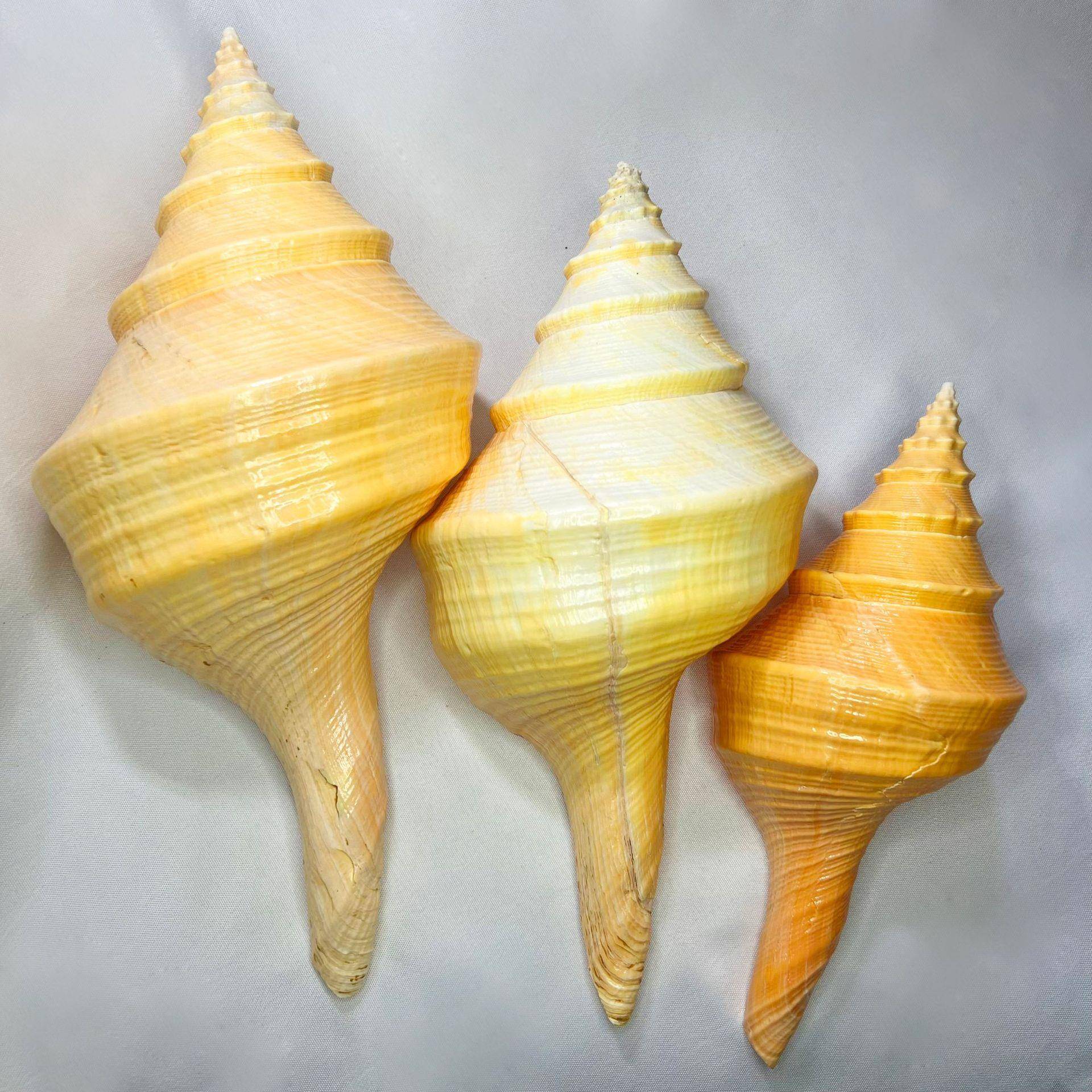 天然海螺澳洲长香螺天然贝壳海螺工艺品摆件旅游区纪念品