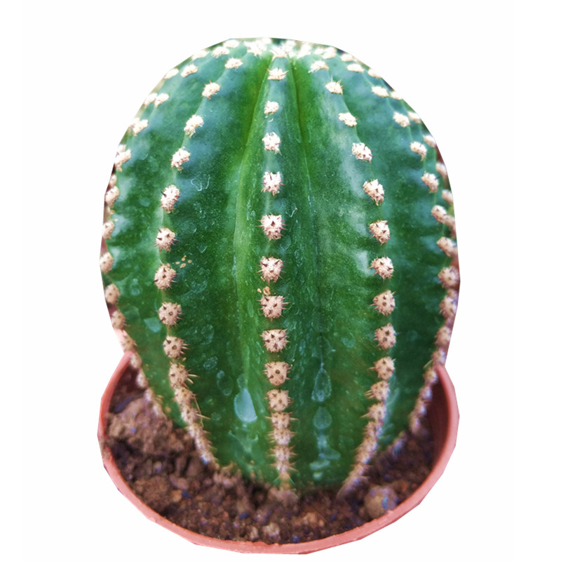 黑金刚仙人球会开花的仙人掌类植物开大花群花的仙人柱网红植物