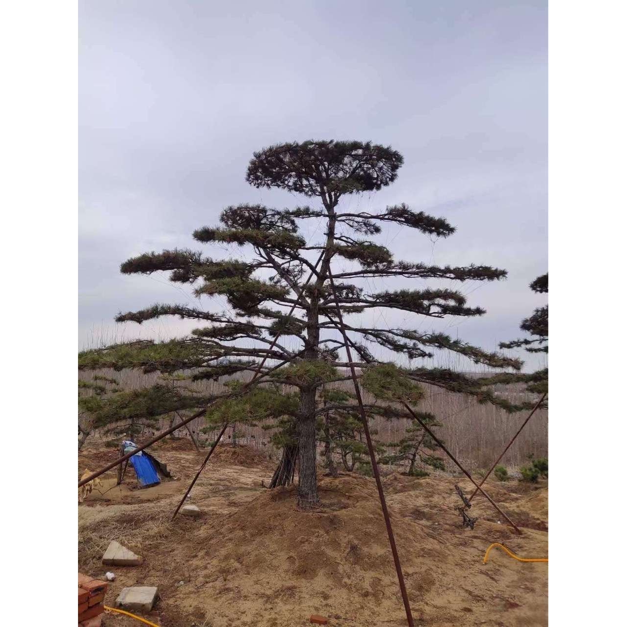 辽宁苗圃油松 造型油松 黑松 造型黑松 规格齐全 价格合理