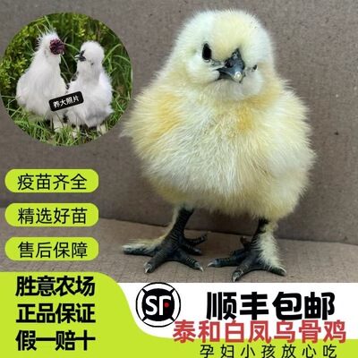 纯种泰和乌鸡苗正宗白凤乌鸡苗大种竹丝鸡出壳小鸡活苗家养小土鸡