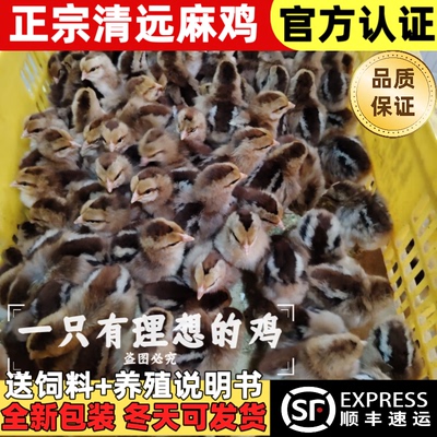 出壳正宗广东清远麻鸡苗纯种麻土鸡1.5\2号大红公鸡小鸡幼仔活苗