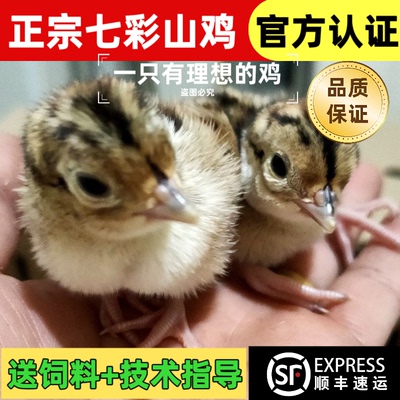七彩山鸡幼鸡纯种七彩山鸡出壳苗幼苗土鸡出壳鸡小山鸡苗宠物