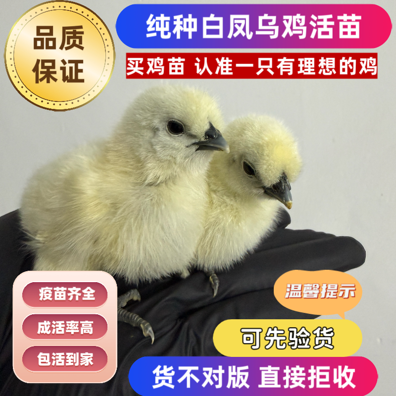 纯种泰和乌鸡苗正宗白凤乌鸡苗大种竹丝鸡出壳小鸡活苗家养小土鸡